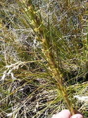 Aciphylla crenulata