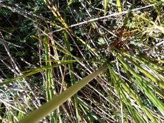 Aciphylla crenulata