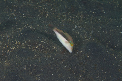 Canthigaster bennetti