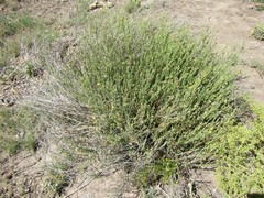 Osteospermum muricatum muricatum