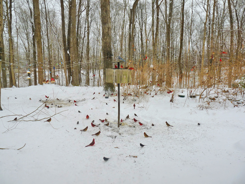 Northern Cardinal photographed in Ohio