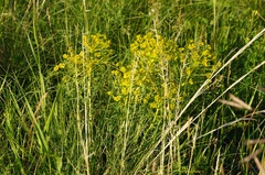 Euphorbia stepposa