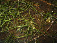 Potamogeton acutifolius