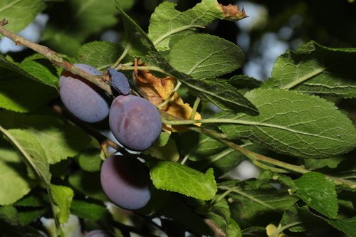 Image of Prunus insititia by no rights reserved