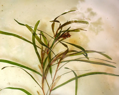 Potamogeton obtusifolius