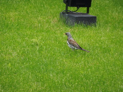 Turdus pilaris