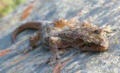 Diplodactylidae