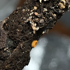 Arachnopeziza aurelia