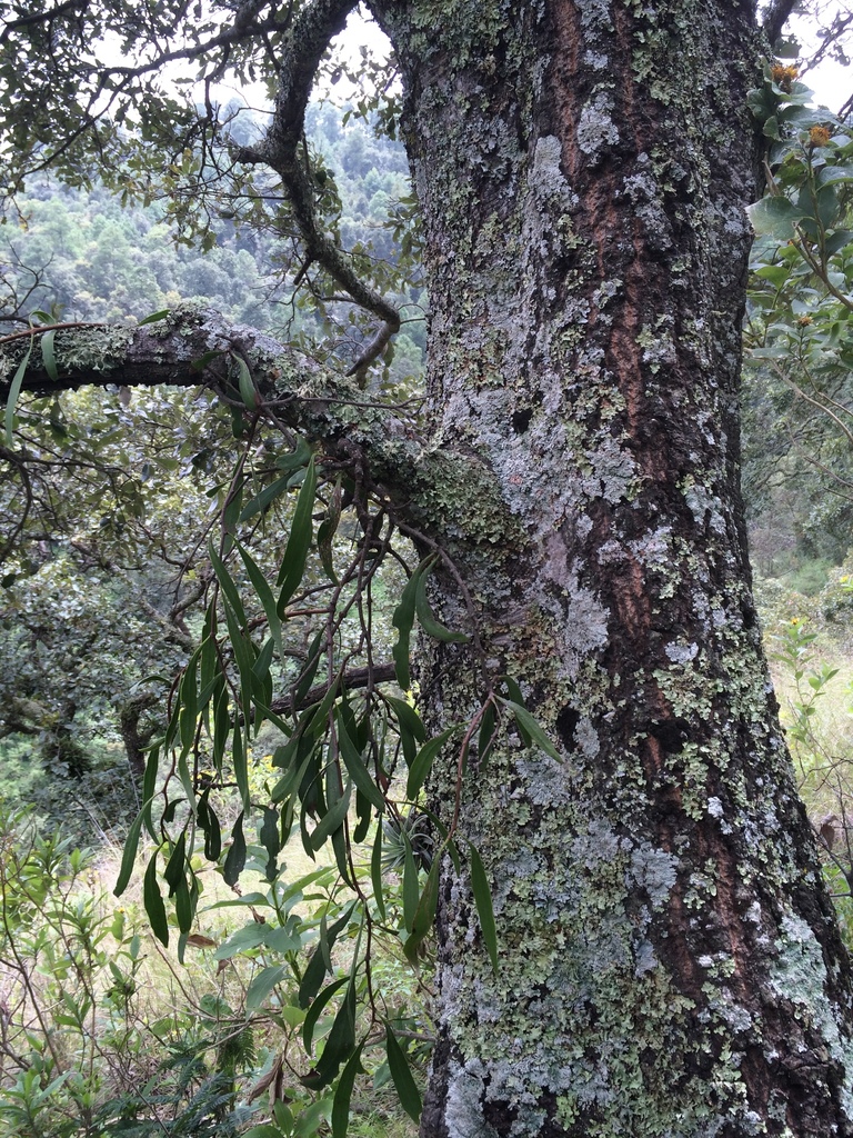 Cladocolea grahamii