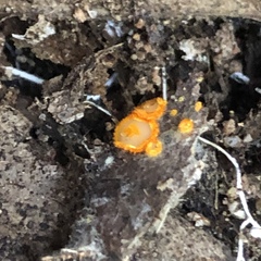 Arachnopeziza aurelia