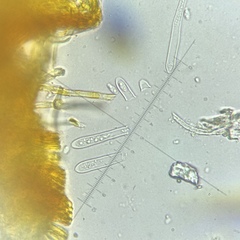 Arachnopeziza aurelia