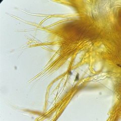 Arachnopeziza aurelia