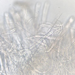 Arachnopeziza aurelia