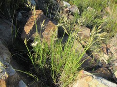 Pentameris distichophylla