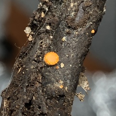 Arachnopeziza aurelia