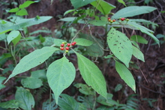 Lycianthes hortulana