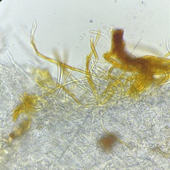 Arachnopeziza aurelia