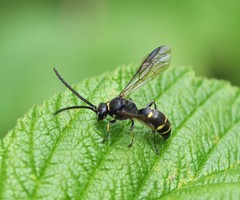 Argogorytes mystaceus