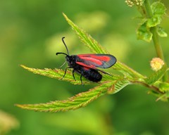Zygaena osterodensis