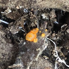 Arachnopeziza aurelia