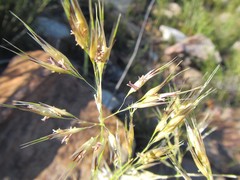 Pentameris distichophylla