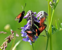 Zygaena osterodensis