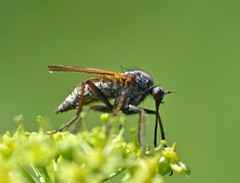 Empis tessellata