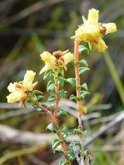 Penaea cneorum cneorum