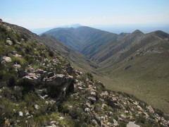 Pentameris distichophylla