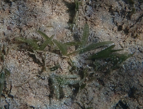 Image of Halophila stipulacea by (c) Katerina Kalogerini, some rights reserved (CC BY)