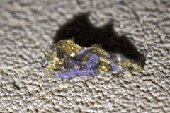 Plusiodonta arctipennis