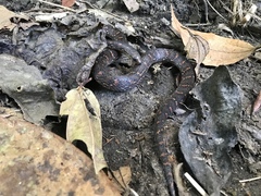 Atractus sanctaemartae