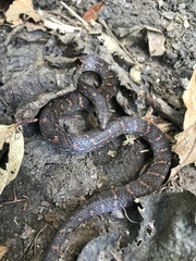 Atractus sanctaemartae