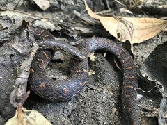 Atractus sanctaemartae
