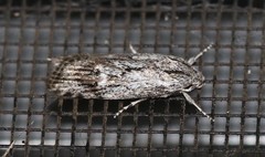 Cryptophasa phycidoides