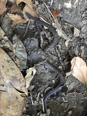 Atractus sanctaemartae