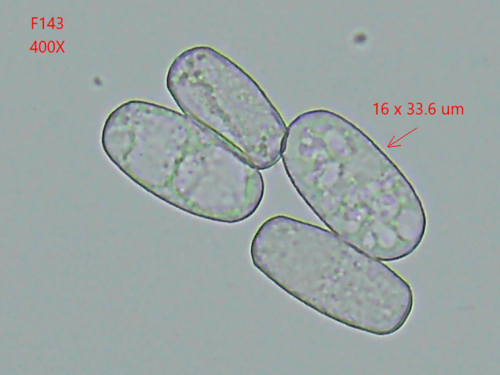 Golovinomyces sonchicola