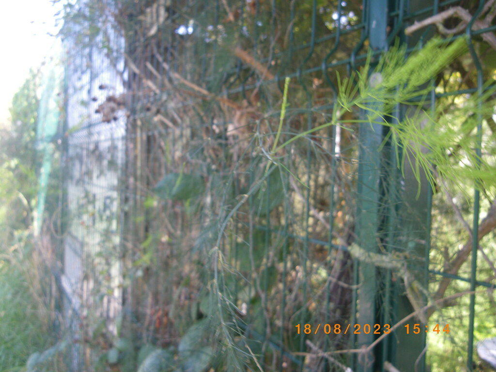 wild asparagus from Harrow, UK on August 18, 2023 at 0344 PM by