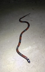 Micrurus dumerilii colombianus