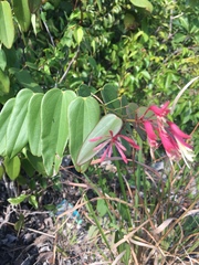 Bauhinia jenningsii