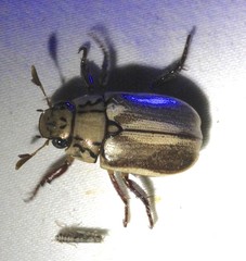 Anoplognathus abnormis
