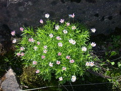 Erigeron hyssopifolius
