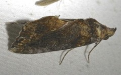 Plusiodonta arctipennis