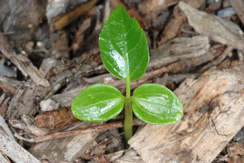 Australian Umbrella Tree