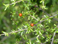 Coprosma cuneata