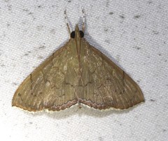 Hyalobathra crenulata