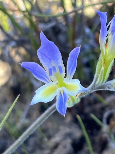 Image of Babiana mucronata by (c) Charleen Brunke, some rights reserved (CC BY)