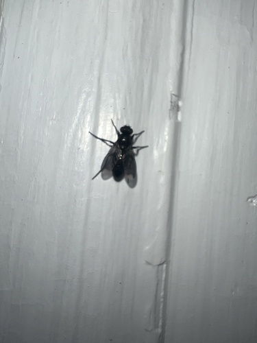 Smoky-winged Woodlouse Fly photo 4