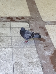 Columba livia domestica