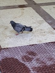 Columba livia domestica